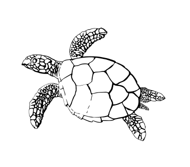 SVG Only - Hand Drawn Turtle